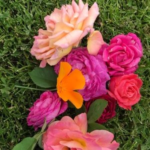 Meet your Posher, Cheyenne